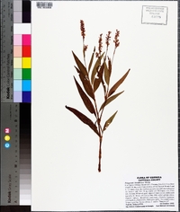 Polygonum densiflorum image