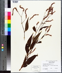 Polygonum densiflorum image