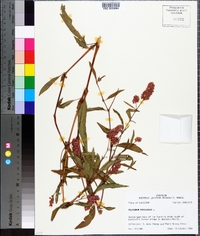 Persicaria orientalis image