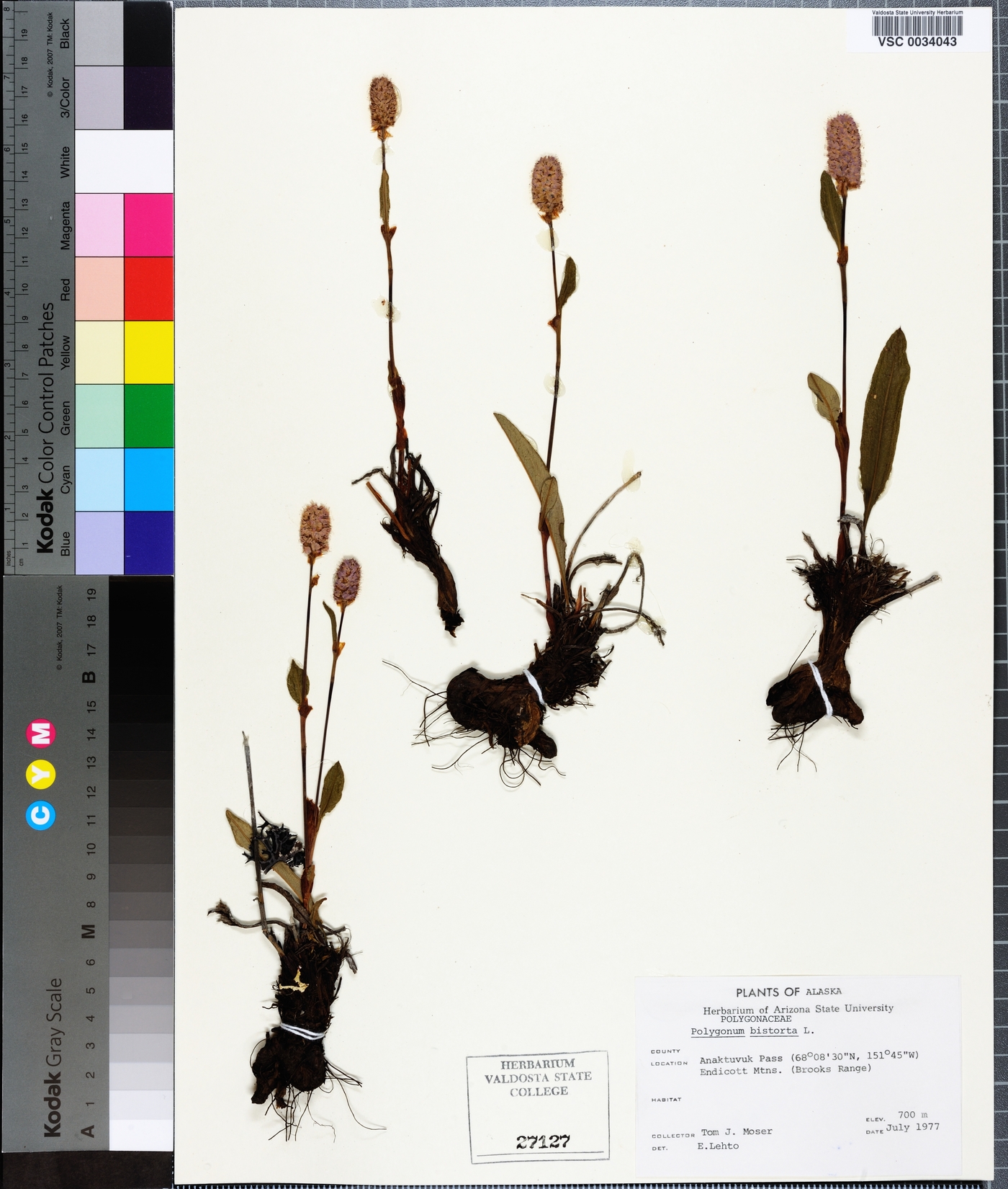 Polygonum bistorta image