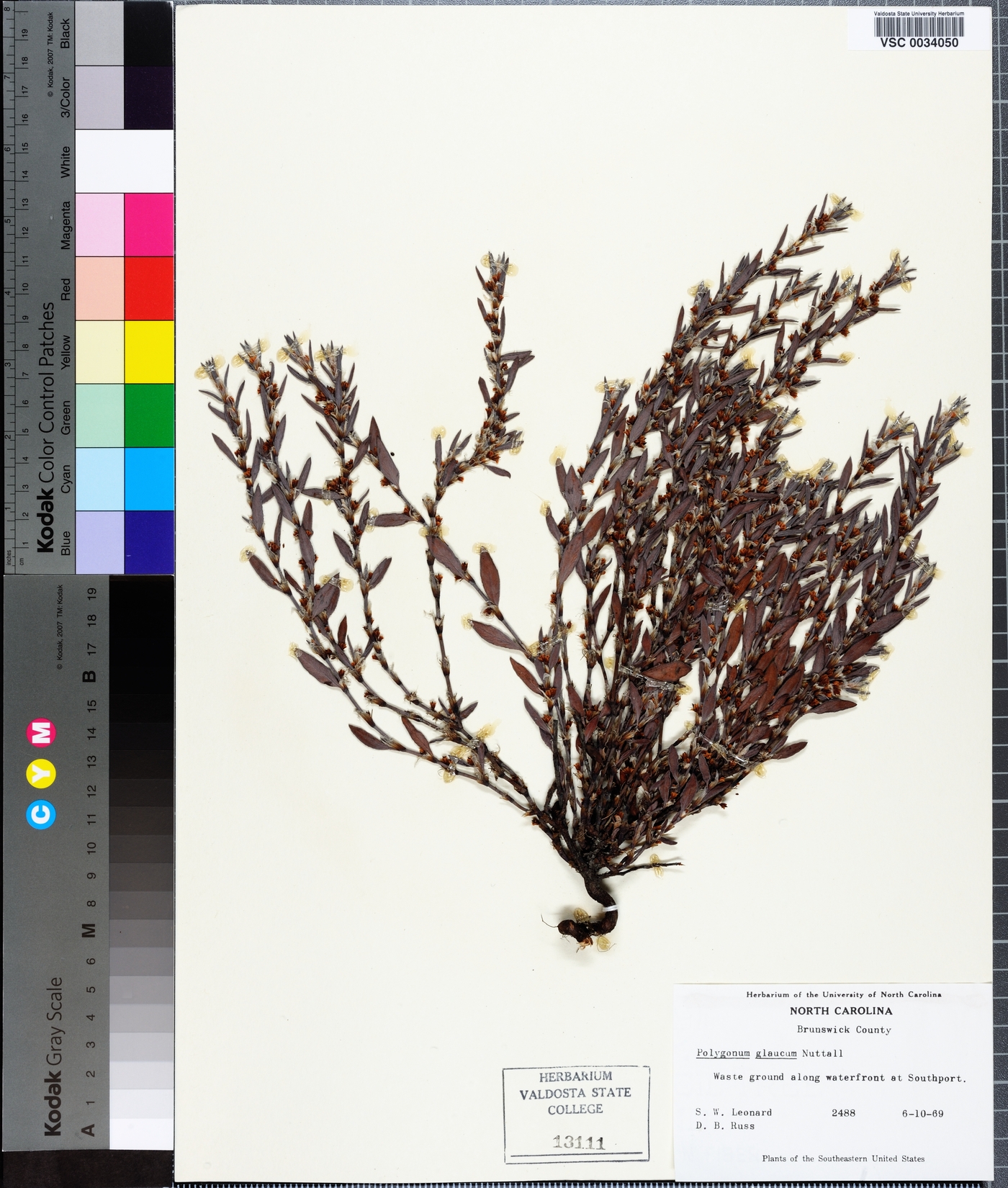 Polygonum glaucum image