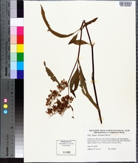 Rumex altissimus image