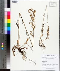 Rumex hastatulus image