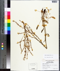 Rumex hastatulus image