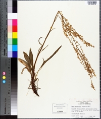 Rumex hastatulus image