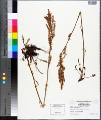 Rumex hastatulus image