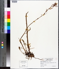 Rumex hastatulus image