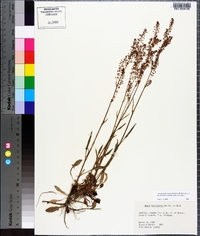 Rumex hastatulus image