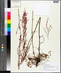 Rumex hastatulus image