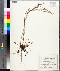 Rumex hastatulus image
