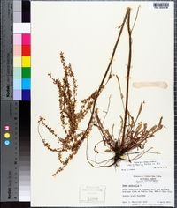 Rumex hastatulus image