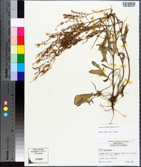 Rumex hastatulus image