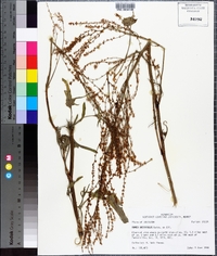 Rumex hastatulus image