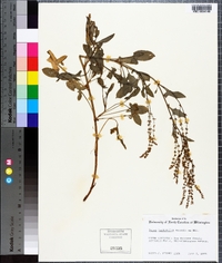 Rumex hastatulus image