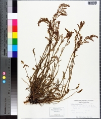 Rumex hastatulus image