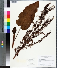 Rumex obtusifolius image