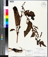 Rumex obtusifolius image