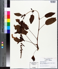 Rumex obtusifolius image