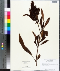 Rumex verticillatus image