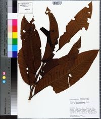 Triplaris poeppigiana image