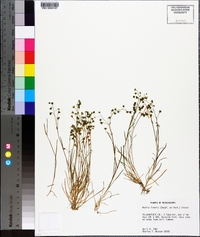 Montia linearis image