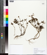 Portulaca amilis image