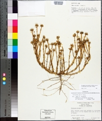 Portulaca amilis image