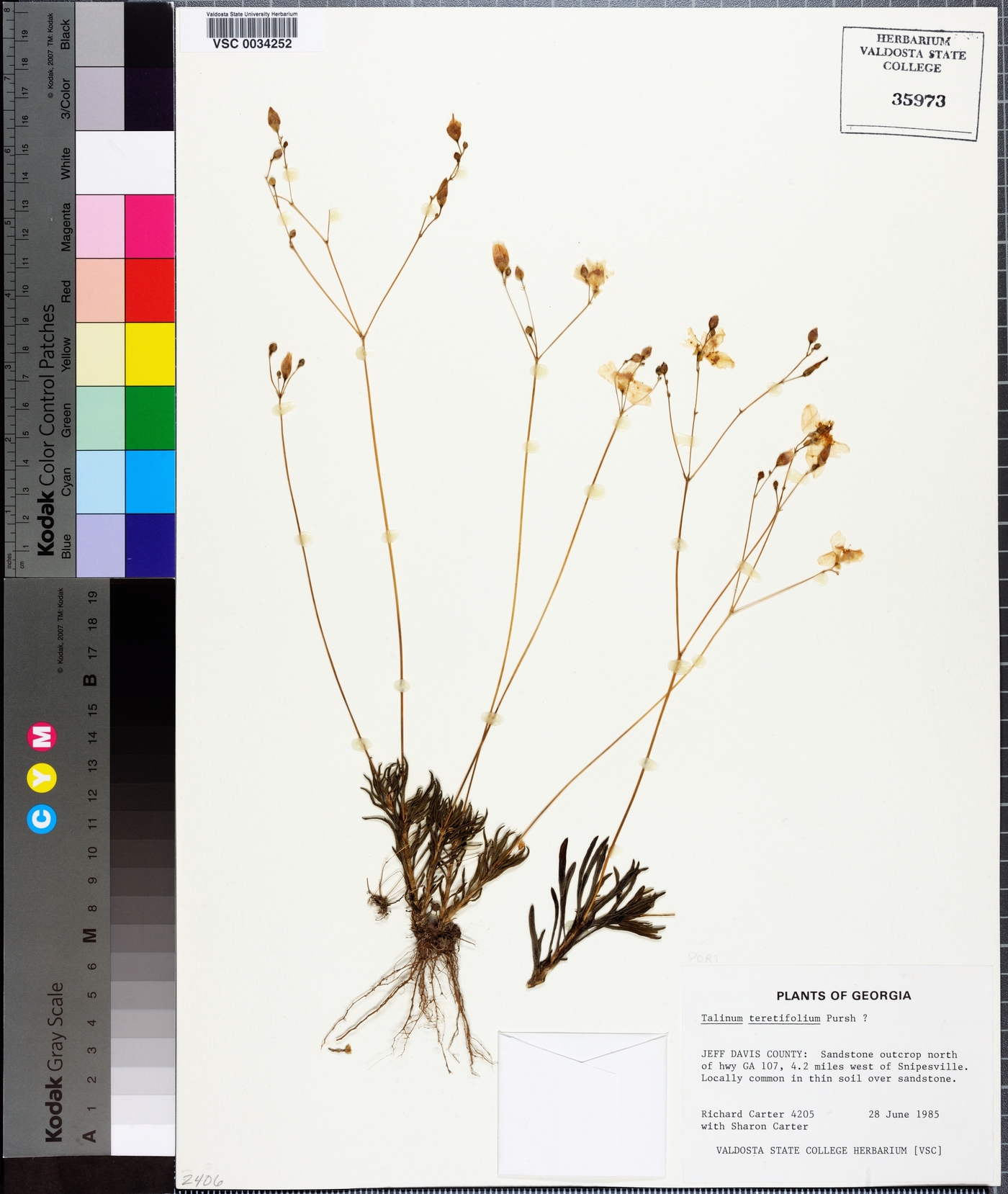 Phemeranthus teretifolius image