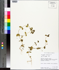 Lysimachia arvensis image