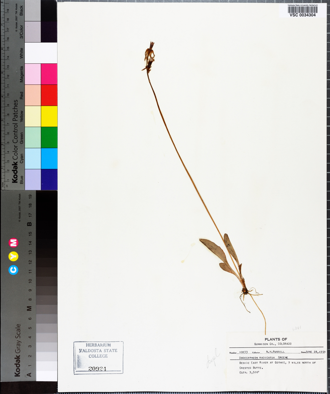 Dodecatheon pulchellum subsp. pulchellum image