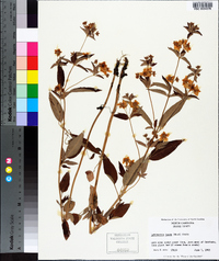 Lysimachia tonsa image