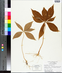 Trientalis borealis image