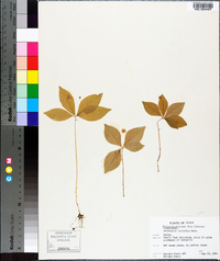 Trientalis latifolia image