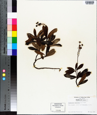 Chimaphila umbellata image