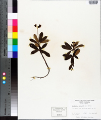 Chimaphila umbellata image