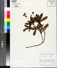 Chimaphila umbellata subsp. cisatlantica image