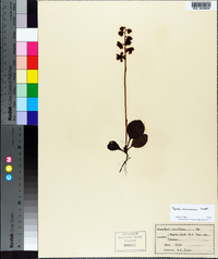 Pyrola americana image