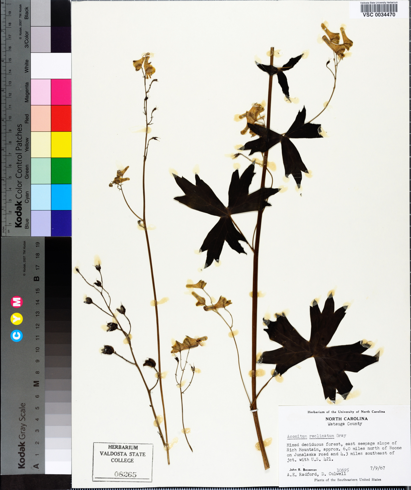 Aconitum reclinatum image