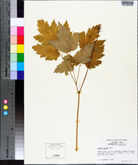 Actaea rubra subsp. arguta image