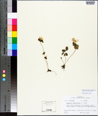 Thalictrum thalictroides image