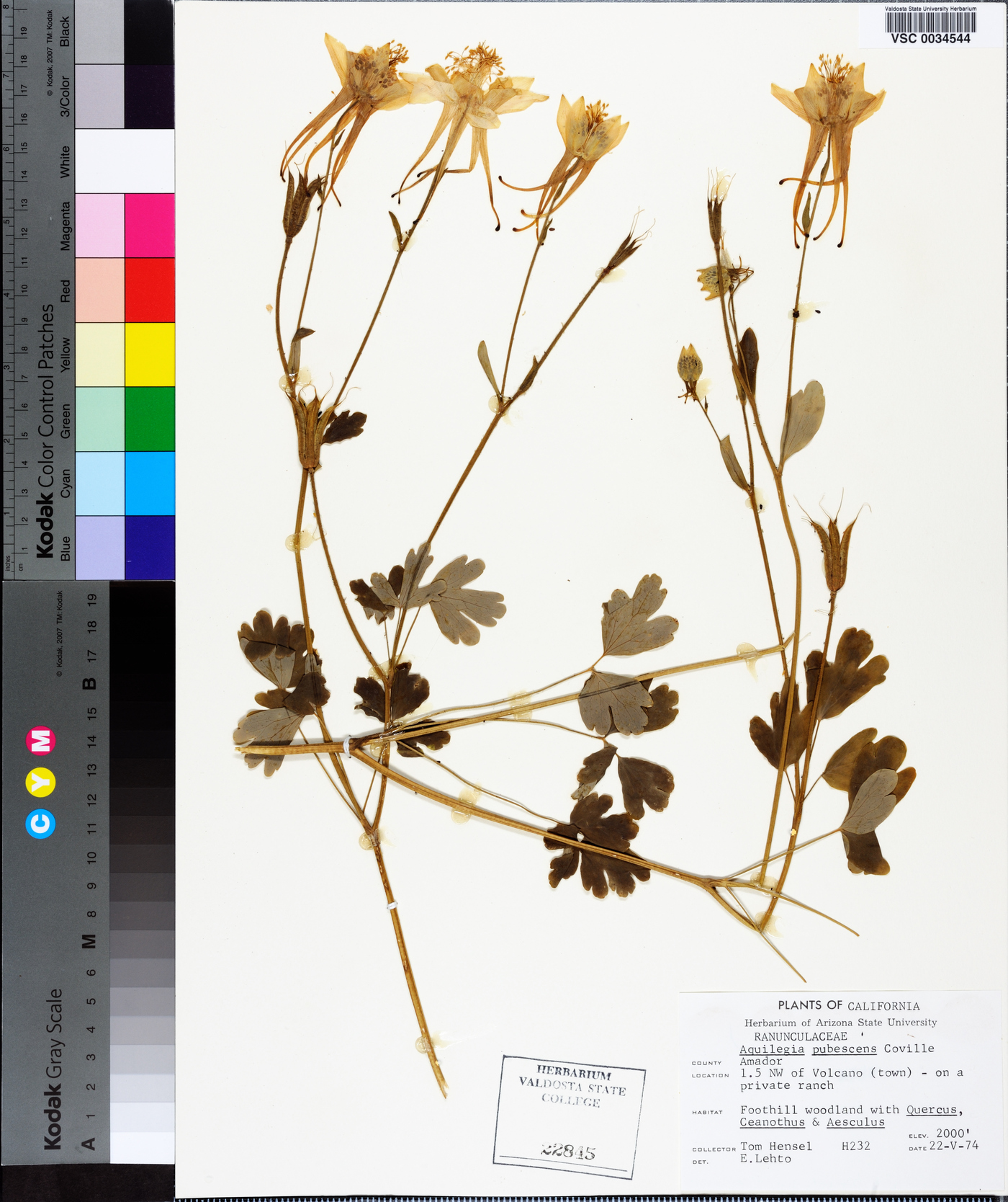 Aquilegia pubescens image