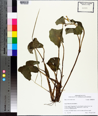 Caltha palustris image