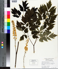 Actaea racemosa image