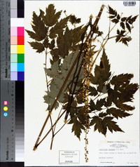 Actaea racemosa image