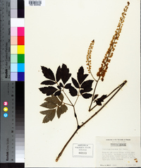 Actaea racemosa image