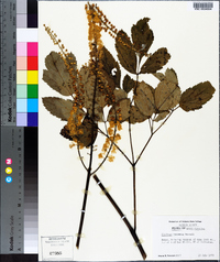 Actaea racemosa image