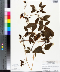 Clematis crispa image