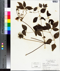 Clematis crispa image