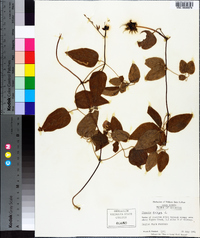 Clematis crispa image