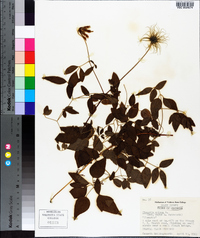 Clematis crispa image